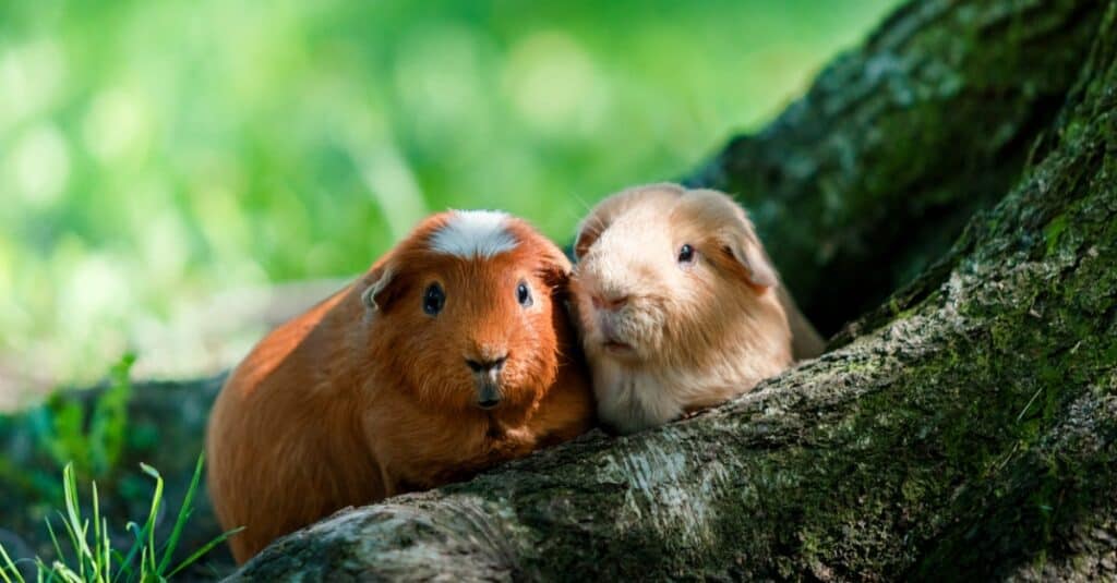 guinea pigs outside by a tree