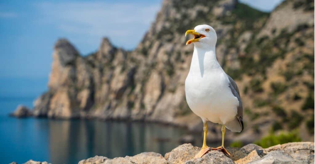 seagull on rocks in water