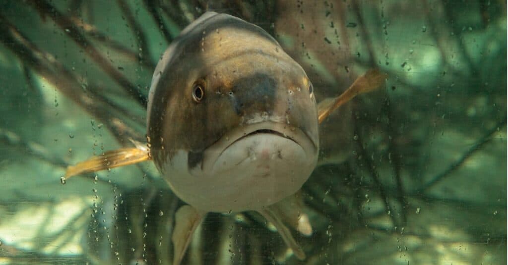 hardhead catfish close up
