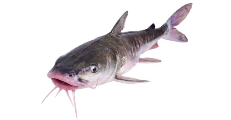 isolated hardhead catfish