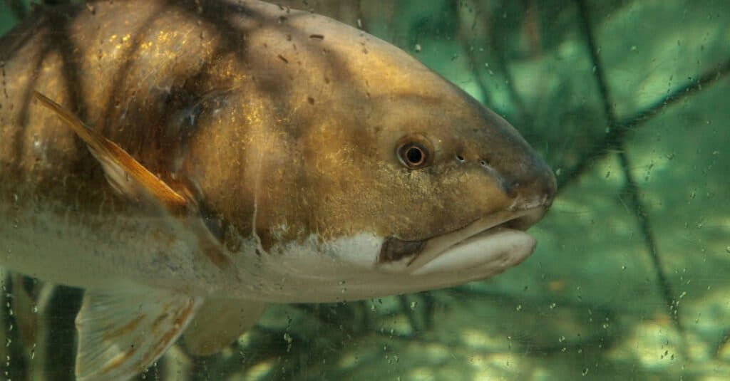 Hardhead Catfish Animal Facts Ariopsis Felis Az Animals