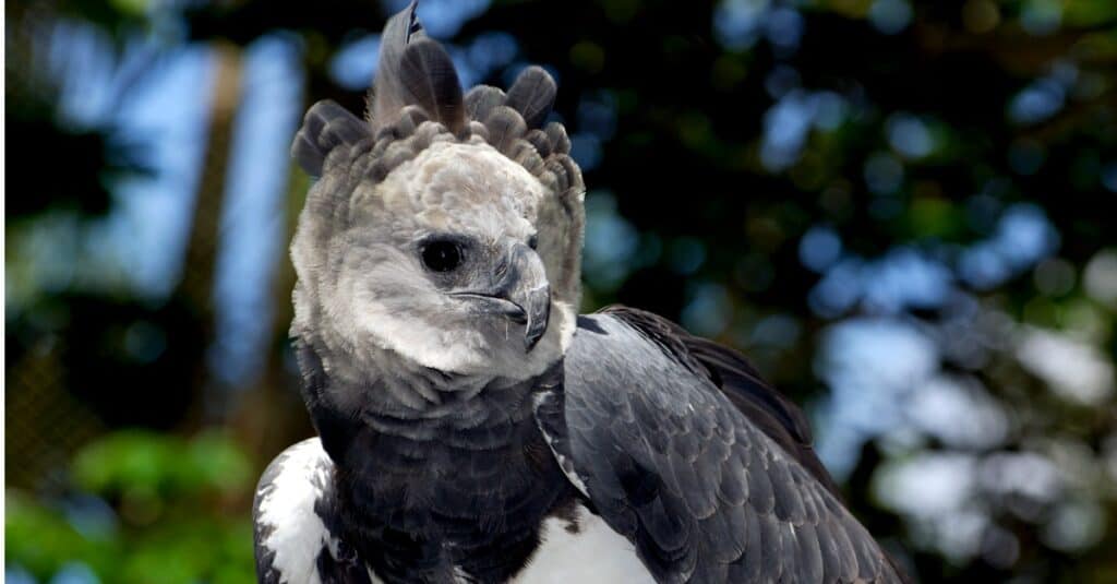 Harpia harpyia) Harpy Eagle Male Harpy Eagle, Apolo, made an