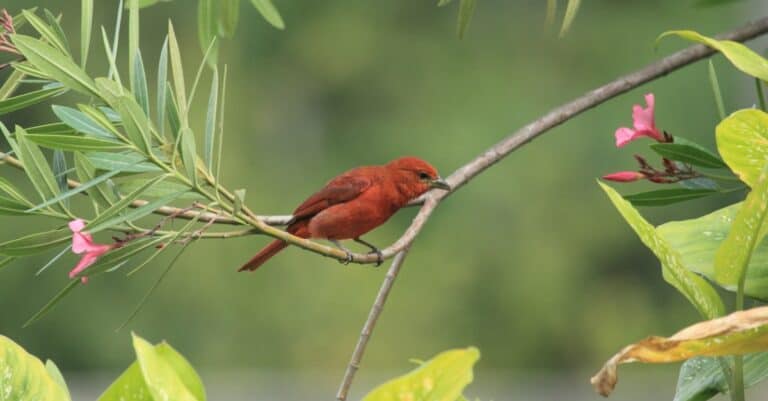 small hepatic tanager perched near the end of a branch