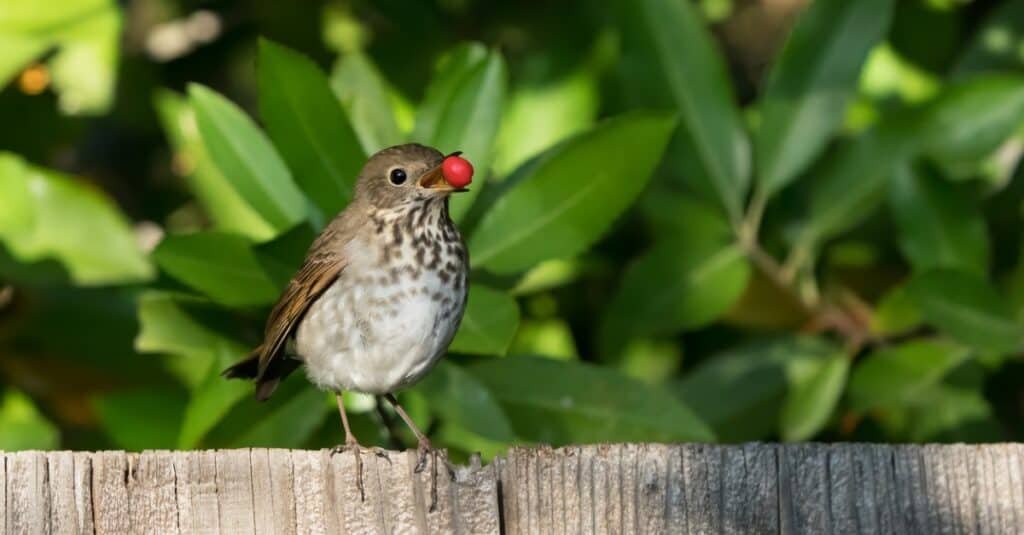 birds with Toyon berry