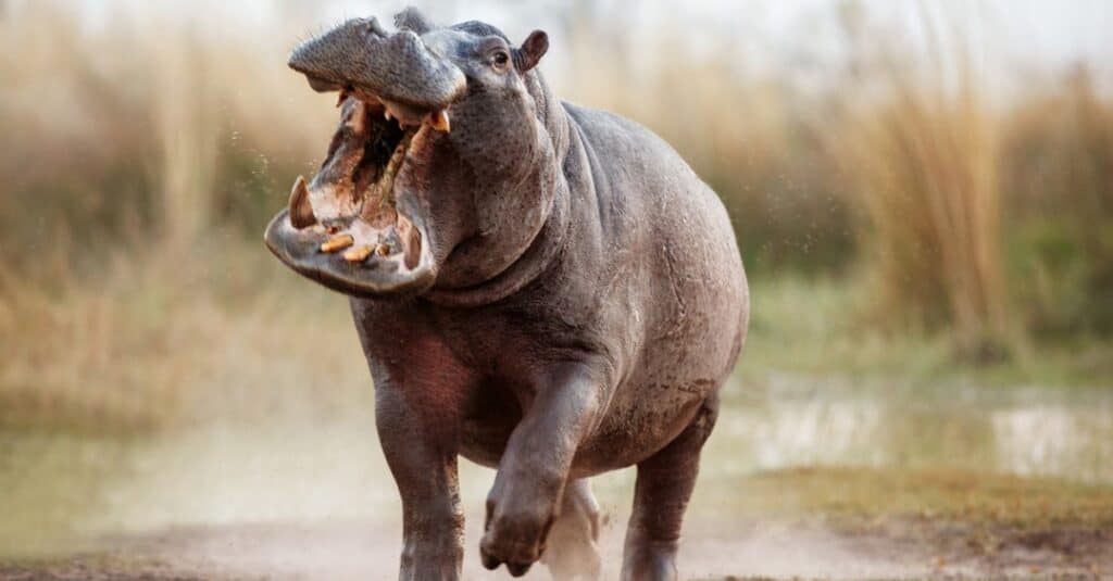 Hippo rushes towards the camera with its mouth open