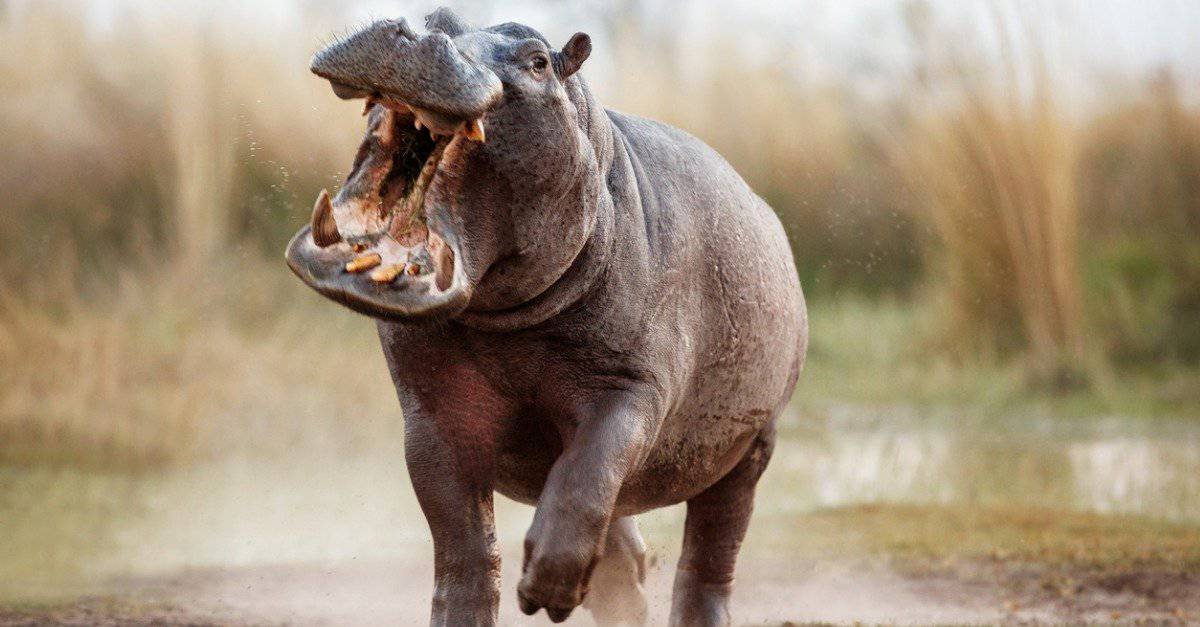 Hippo Attacks: How Dangerous Are They To Humans? - AZ Animals