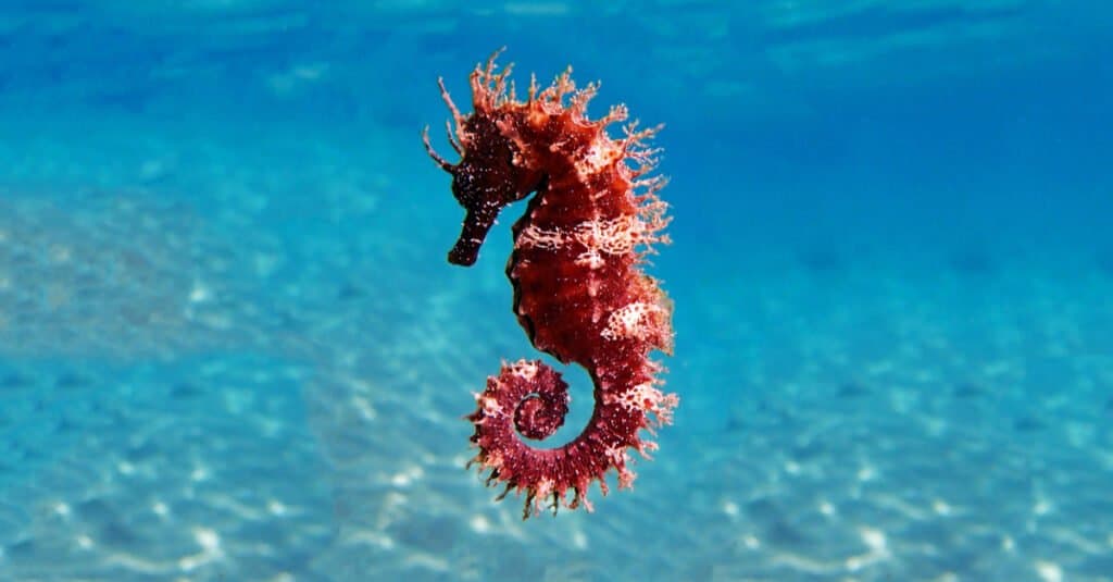 Largest seahorses - long-snout seahorse
