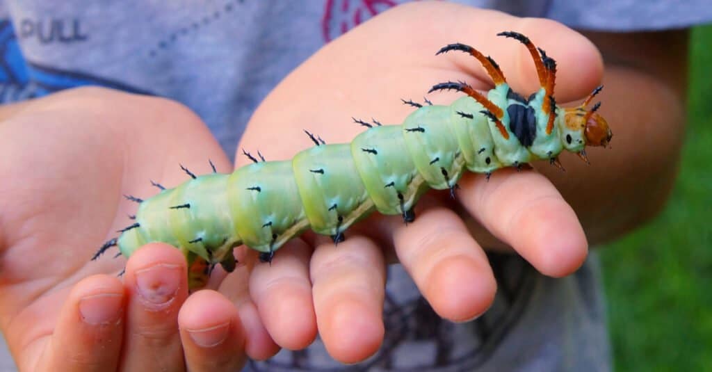 horned silkworm in the hands of a child