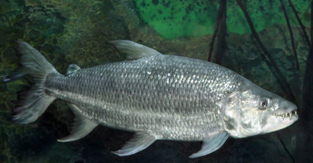 goliath tiger fish attacks crocodile