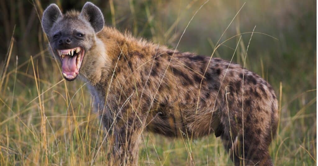 hyena snarling