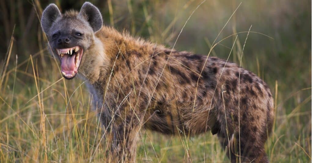 hyena mixed with wolf