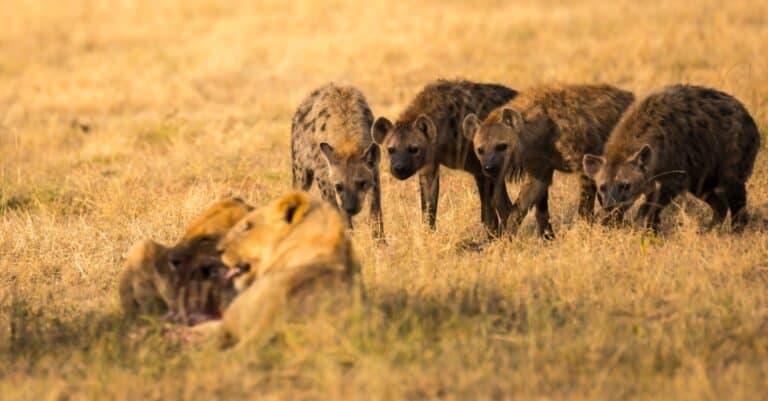 hyenas preying on lions