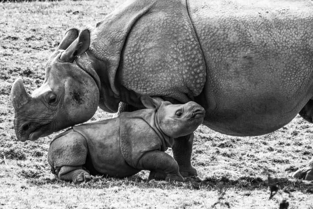 Rhino baby - an Indian rhino calf