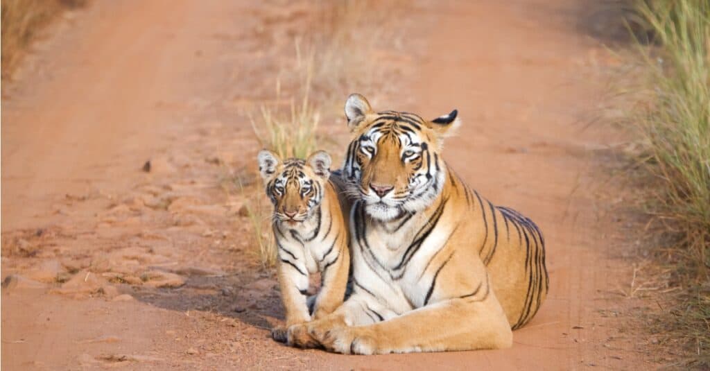 Tiger mother and tiger cub.