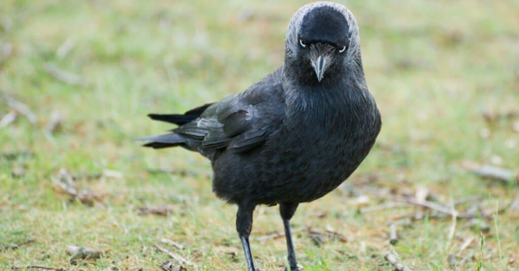 close up of a jackdaw