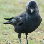 Common jackdaw