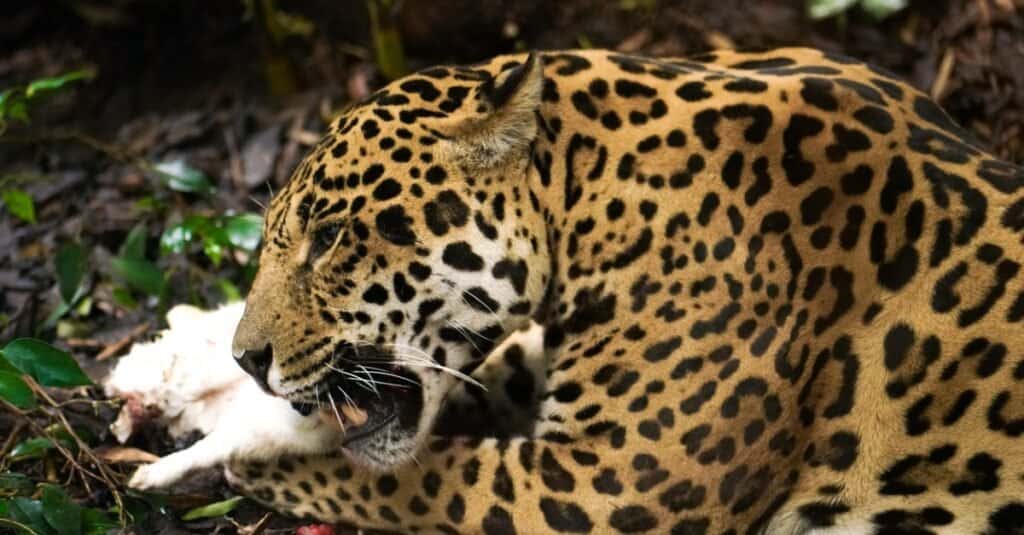 Jaguar eating its prey