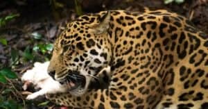 What Do Jaguars Eat? Their Diverse Diet, Explained Picture
