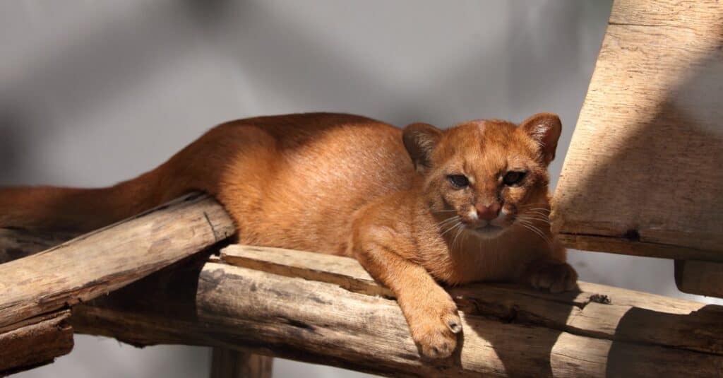 jaguarundi laying on a tree branch