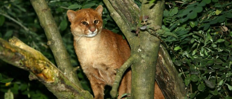 Jaguarundi Cat