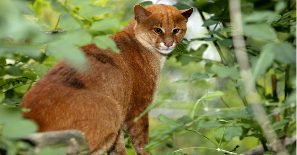 jaguarundi sitting on a branch in the wild