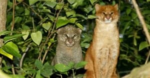 Discover the 6 Wild Cat Species in North America Picture