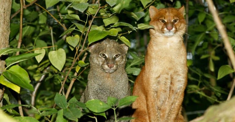 two jaguarundis sitting side by side