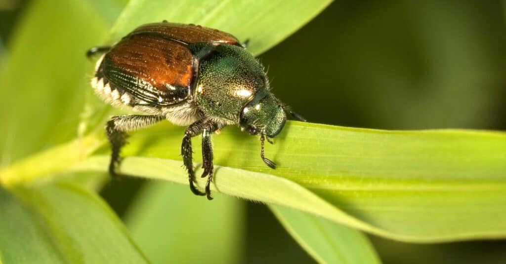 Japanese beetle walking on a leaf