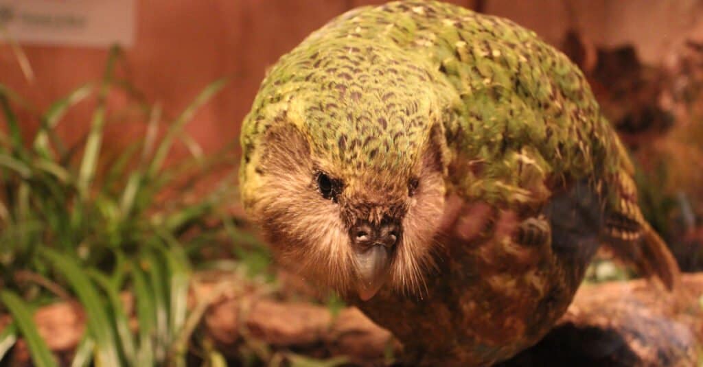 kakapo sitting in front of a fence