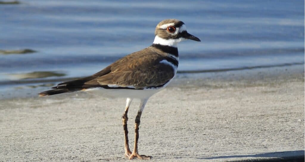 killdeer standing on the beach