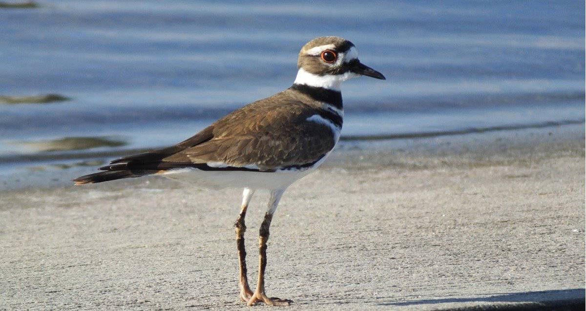 These Are The 6 Dumbest Birds Still Living In Canada Today - A-Z Animals