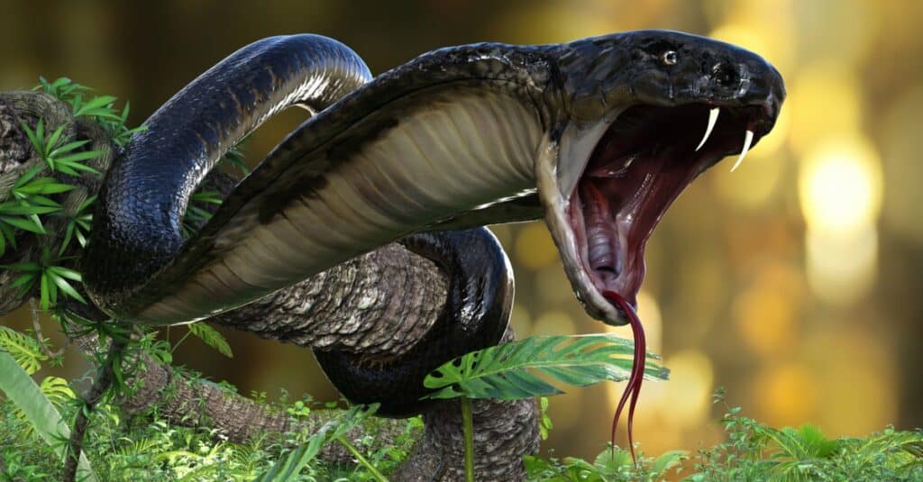 konings cobra - Google zoeken  King cobra snake, Scary snakes, Scary  animals