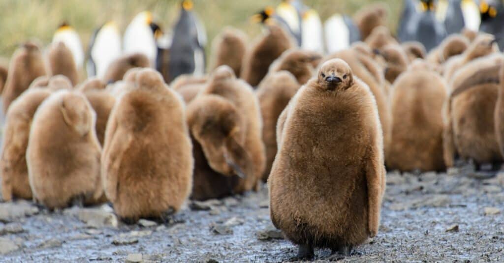 Baby king penguins