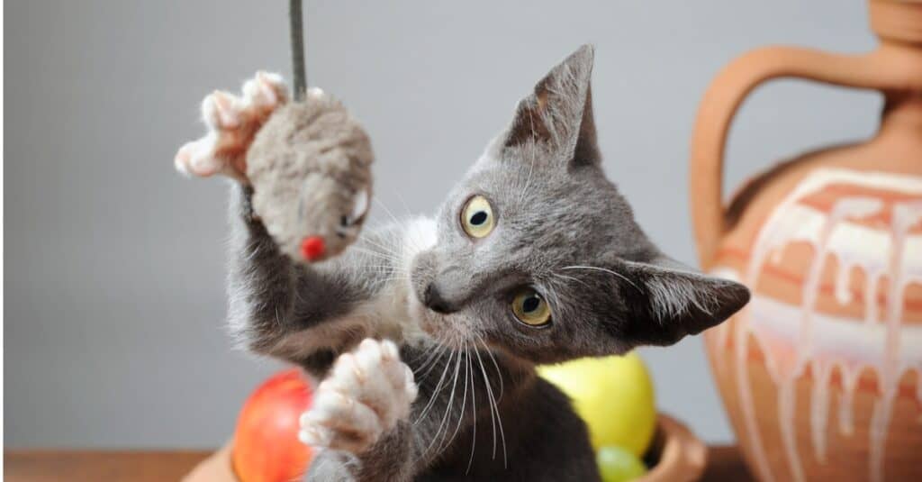 kitten playing with mouse toy
