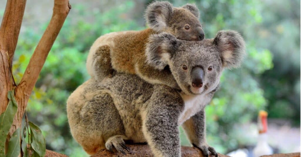 baby koala bear hugging a mommy koala bear