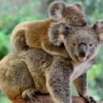 After the joeys are old enough to leave their mothers’ pouches, the adult koalas start transporting the young on their backs.