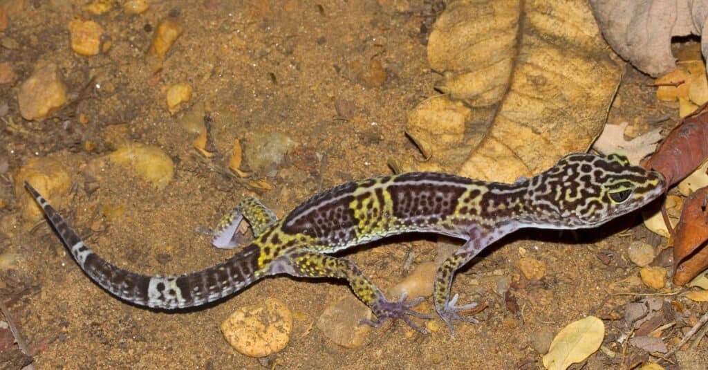 wild-leopard-gecko-walking