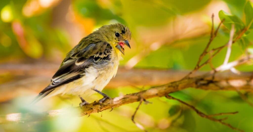 lesser goldfinch chirping in tree