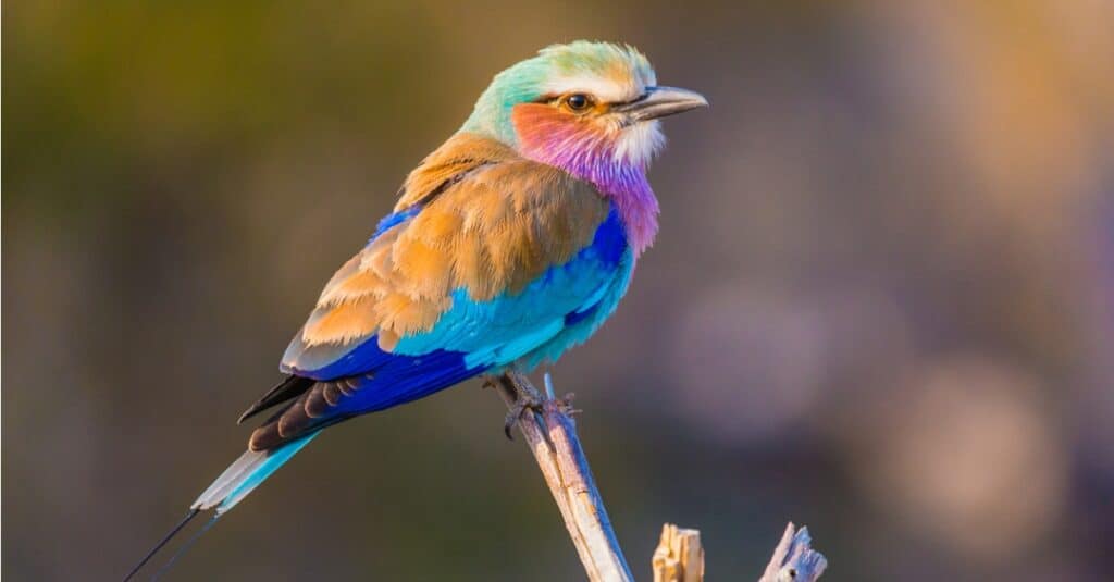 lilac-breasted roller with blurred background