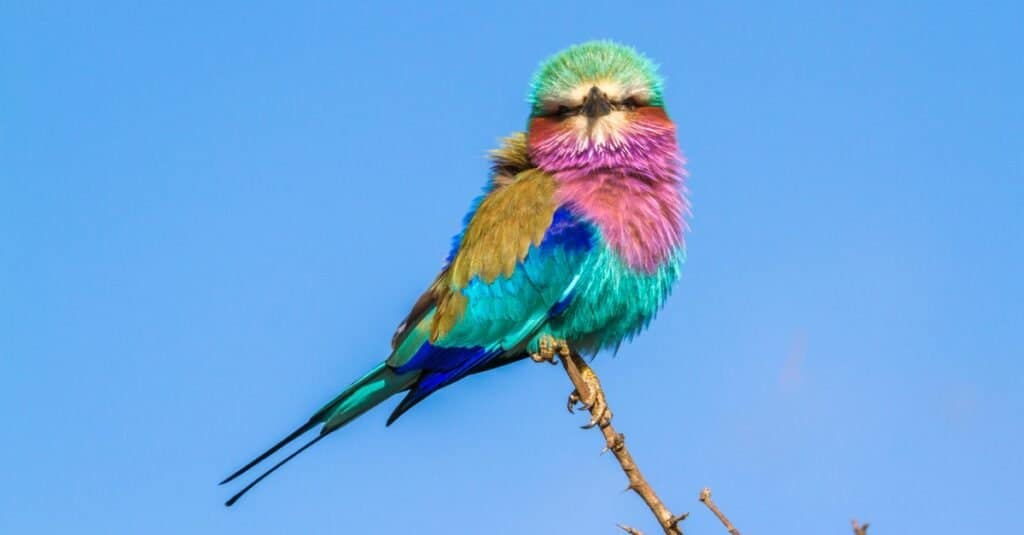 lilac-breasted roller way up high at the top of a tree