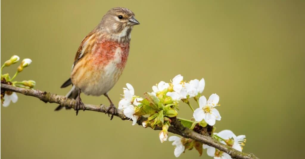 birds with beautiful songs: linnet
