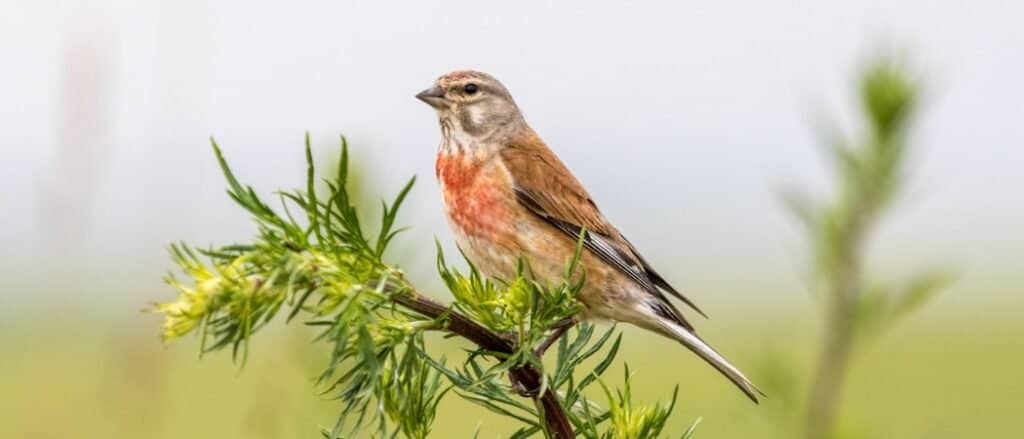 linnet sitting on branch with greenery