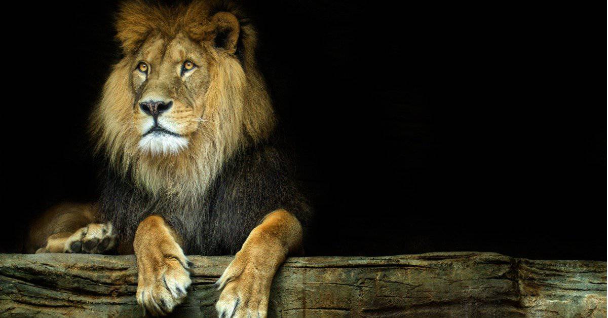 Lion Pictures - AZ Animals