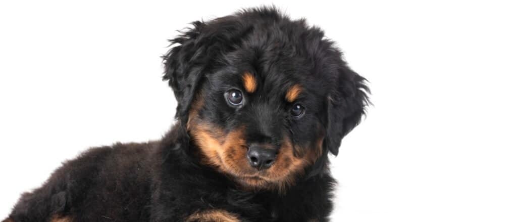 long-haired rottweiler isolated