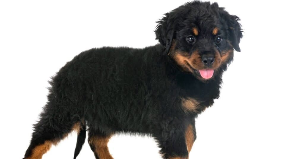 long-haired rottweiler isolated puppy