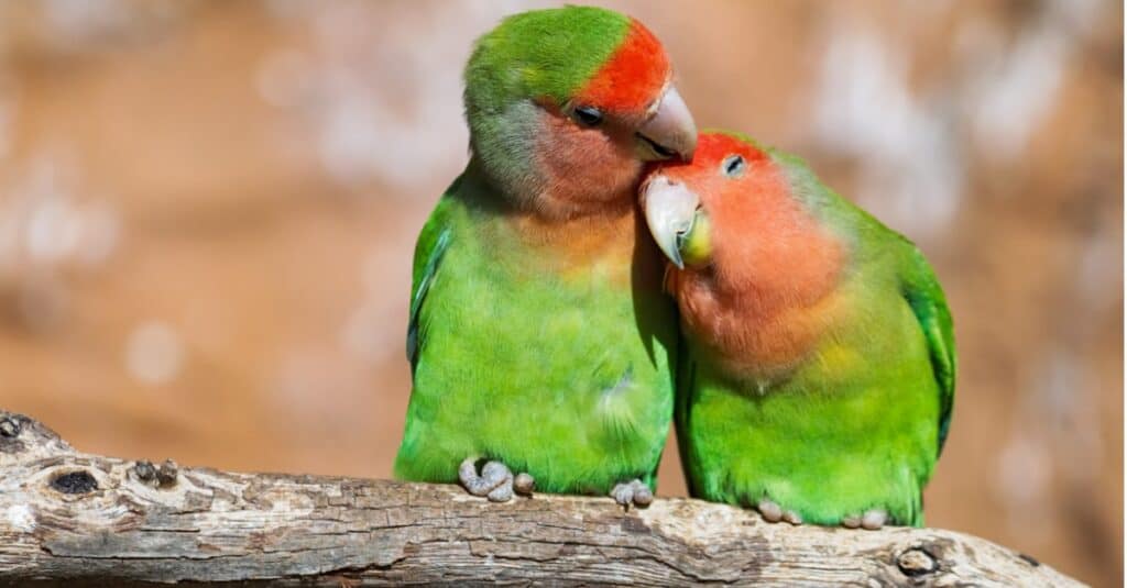 lovebirds courting on a branch