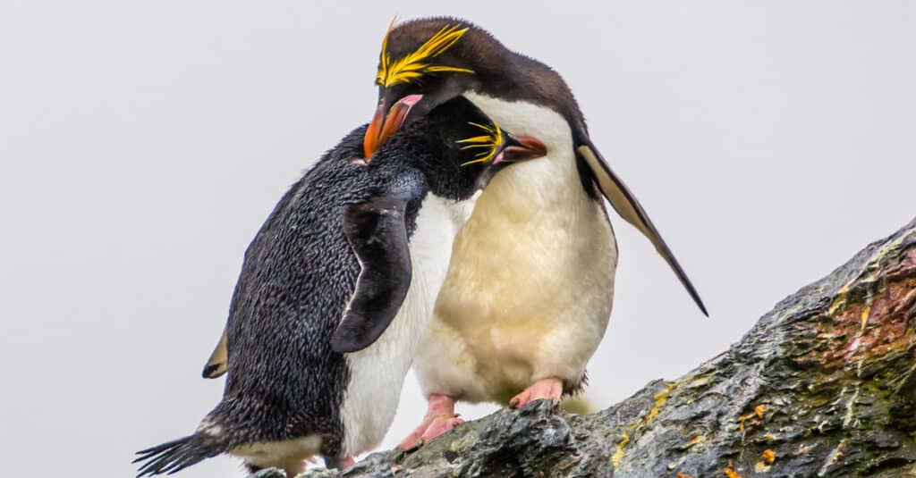 macaroni penguins courting on top of rocks