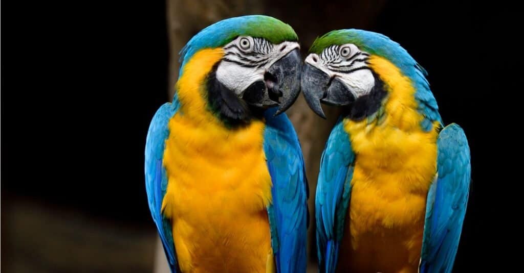 macaws rubbing beaks together