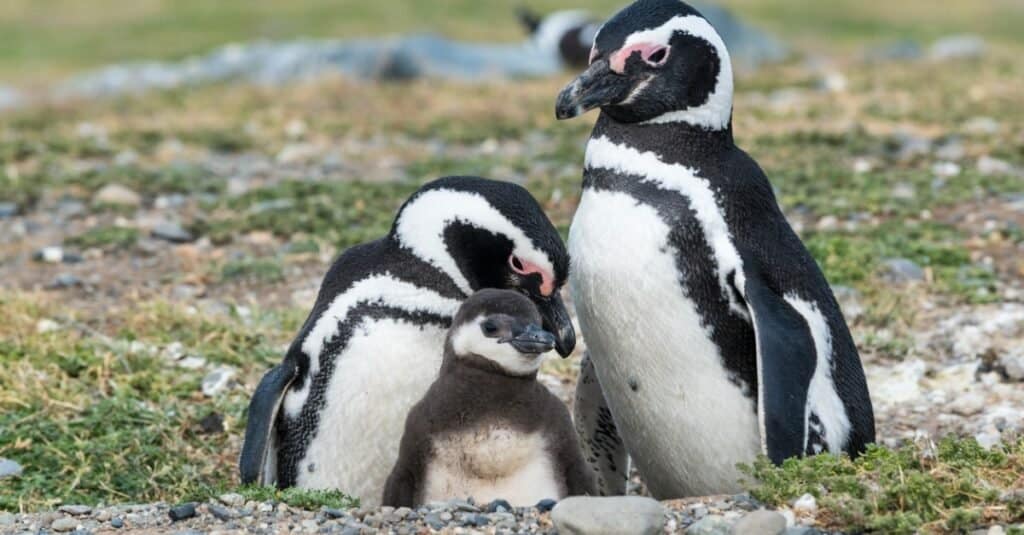 baby penguin - penguin chick and its parents