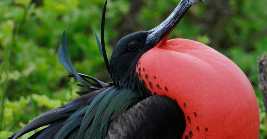 magnificent frigatebird ready for mating season